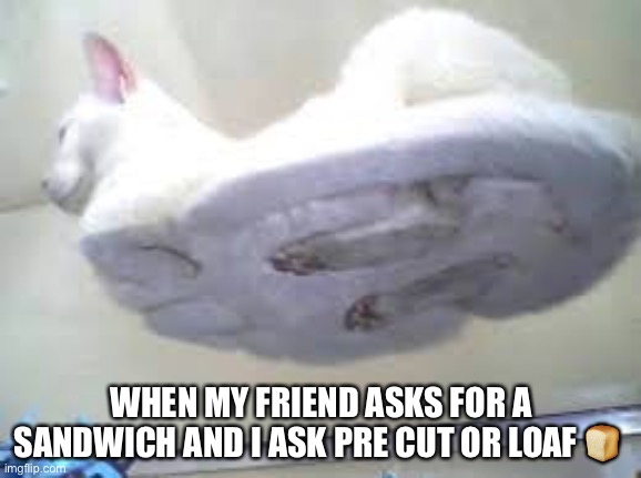 I like loaf cat | WHEN MY FRIEND ASKS FOR A SANDWICH AND I ASK PRE CUT OR LOAF 🍞 | image tagged in loaf cat | made w/ Imgflip meme maker