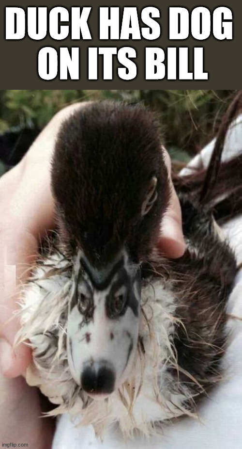 DUCK HAS DOG 
ON ITS BILL | image tagged in ducks | made w/ Imgflip meme maker