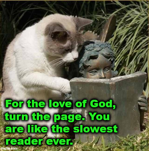 turn the page. You; For the love of God, are like the slowest; reader ever. | image tagged in cats | made w/ Imgflip meme maker