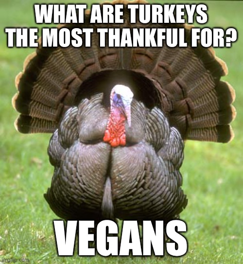 especially on thanksgiving | WHAT ARE TURKEYS THE MOST THANKFUL FOR? VEGANS | image tagged in memes,turkey,thanksgiving,funny,dark humor,q and a | made w/ Imgflip meme maker