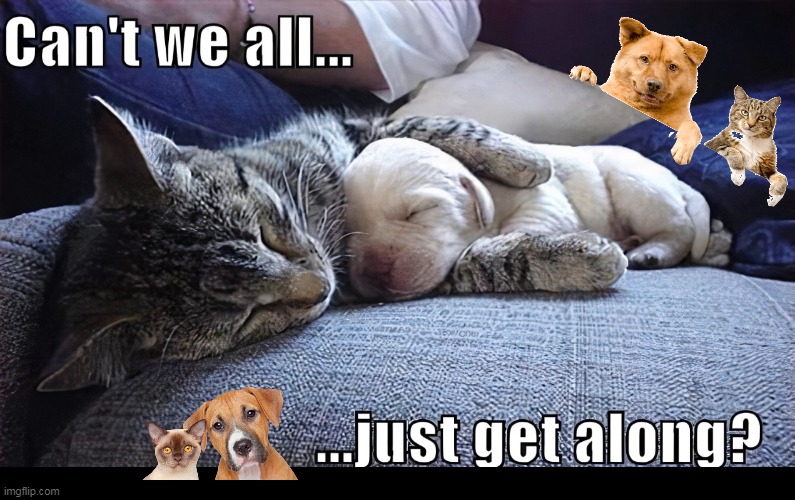 Thought For The Day | image tagged in fun,cats and dogs,buddies,friendship,cute animals,happy | made w/ Imgflip meme maker