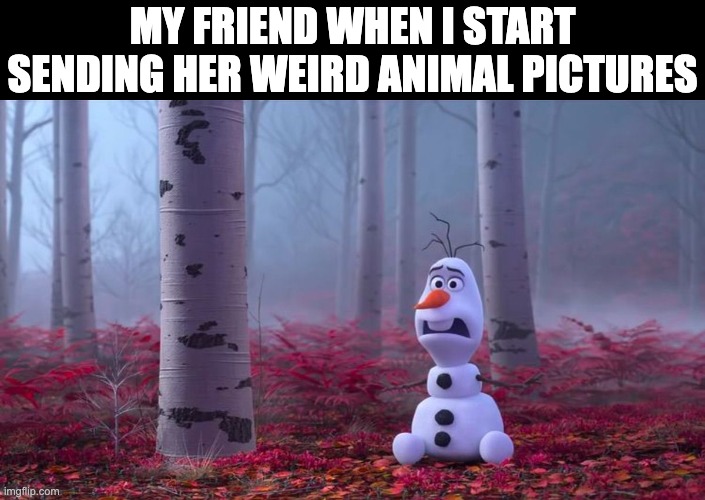 Hello | MY FRIEND WHEN I START SENDING HER WEIRD ANIMAL PICTURES | image tagged in samanthameme | made w/ Imgflip meme maker