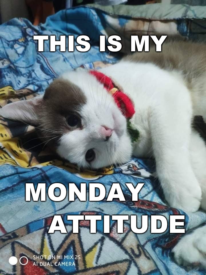 THIS IS MY; MONDAY; ATTITUDE | image tagged in monday,monday mornings,mondays its a trap,cat,mood,attitude | made w/ Imgflip meme maker