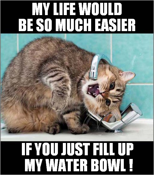 A Thirsty Cat Complains ! | MY LIFE WOULD BE SO MUCH EASIER; IF YOU JUST FILL UP
 MY WATER BOWL ! | image tagged in cats,thirsty | made w/ Imgflip meme maker