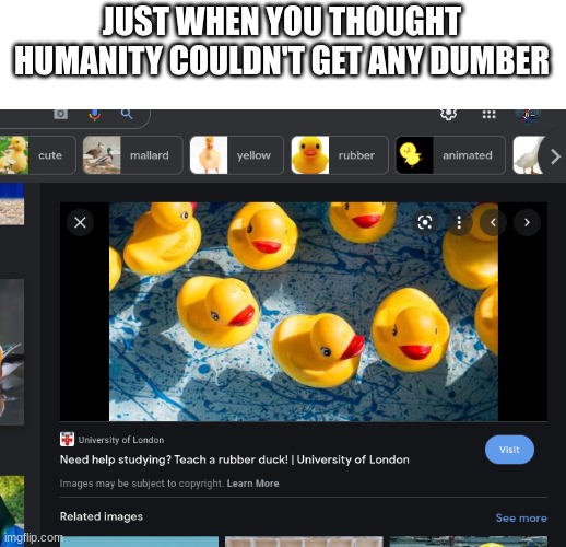 teaching a rubber duck to study? | JUST WHEN YOU THOUGHT HUMANITY COULDN'T GET ANY DUMBER | image tagged in duck | made w/ Imgflip meme maker