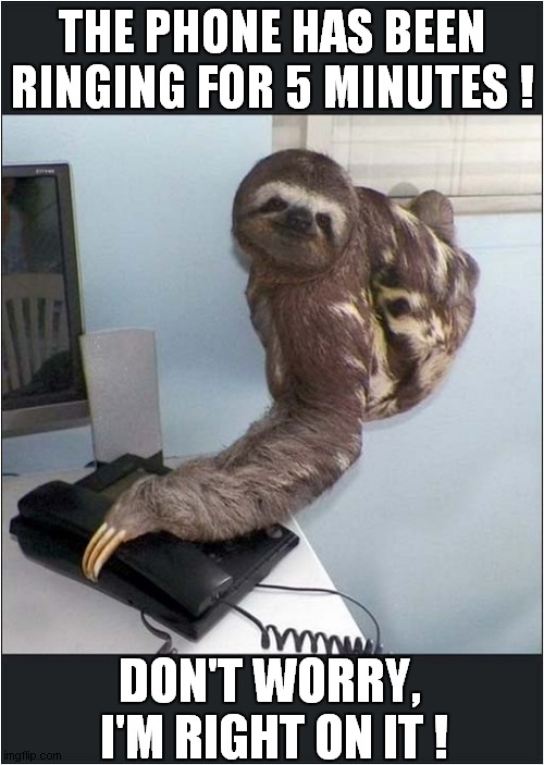 Don't Rely On This Sloth ! | THE PHONE HAS BEEN RINGING FOR 5 MINUTES ! DON'T WORRY,  I'M RIGHT ON IT ! | image tagged in sloth,telephone | made w/ Imgflip meme maker