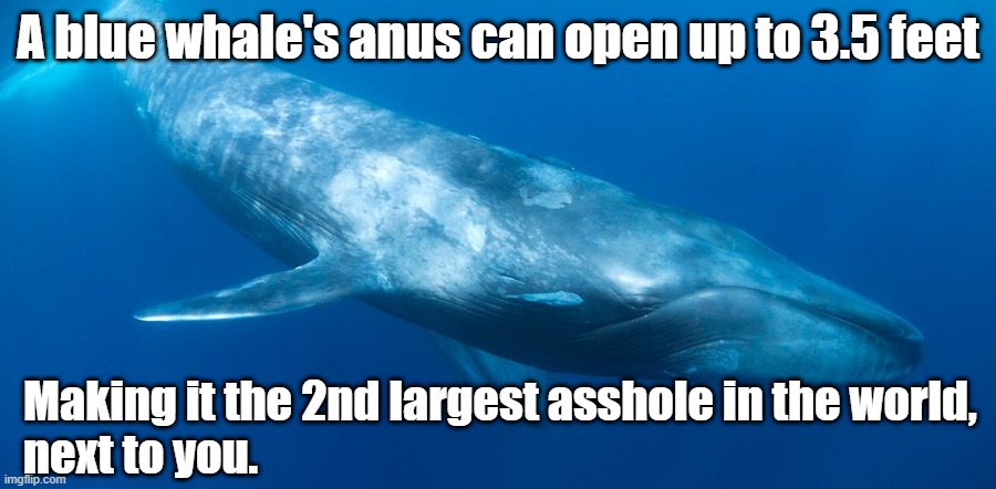 Anatomy lesson | A blue whale's anus can open up to 3.5 feet; Making it the 2nd largest asshole in the world, 
next to you. | image tagged in blue whale | made w/ Imgflip meme maker