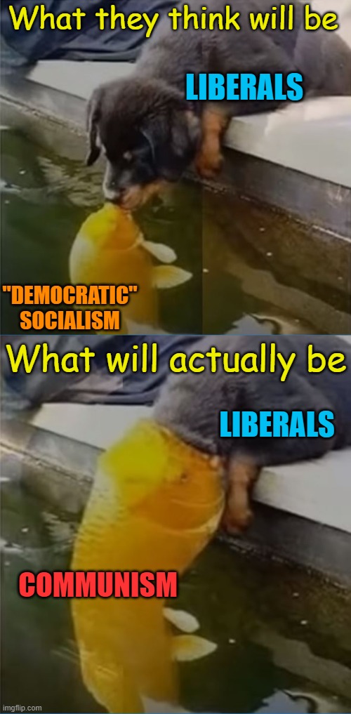 Aww, it's a cute little goldfish! It never hurt anyone! | What they think will be; LIBERALS; "DEMOCRATIC" SOCIALISM; What will actually be; LIBERALS; COMMUNISM | image tagged in political meme,communism,democratic socialism,stupid liberals | made w/ Imgflip meme maker