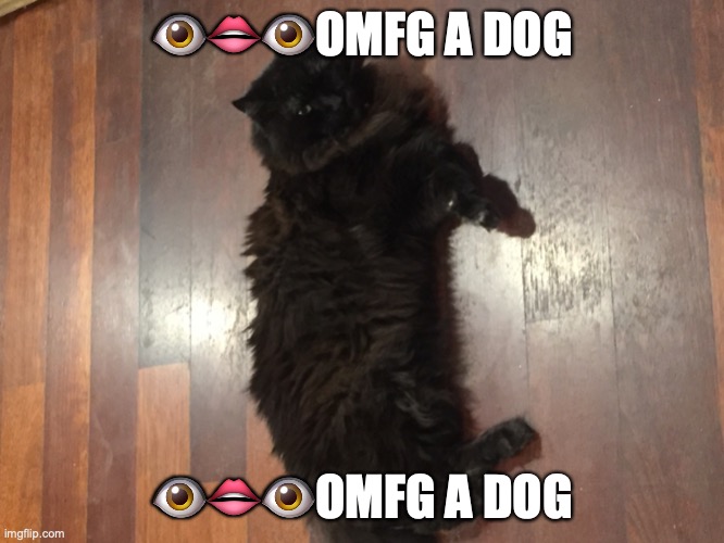 The Great Snug Rug | 👁👄👁OMFG A DOG; 👁👄👁OMFG A DOG | image tagged in the great snug rug | made w/ Imgflip meme maker