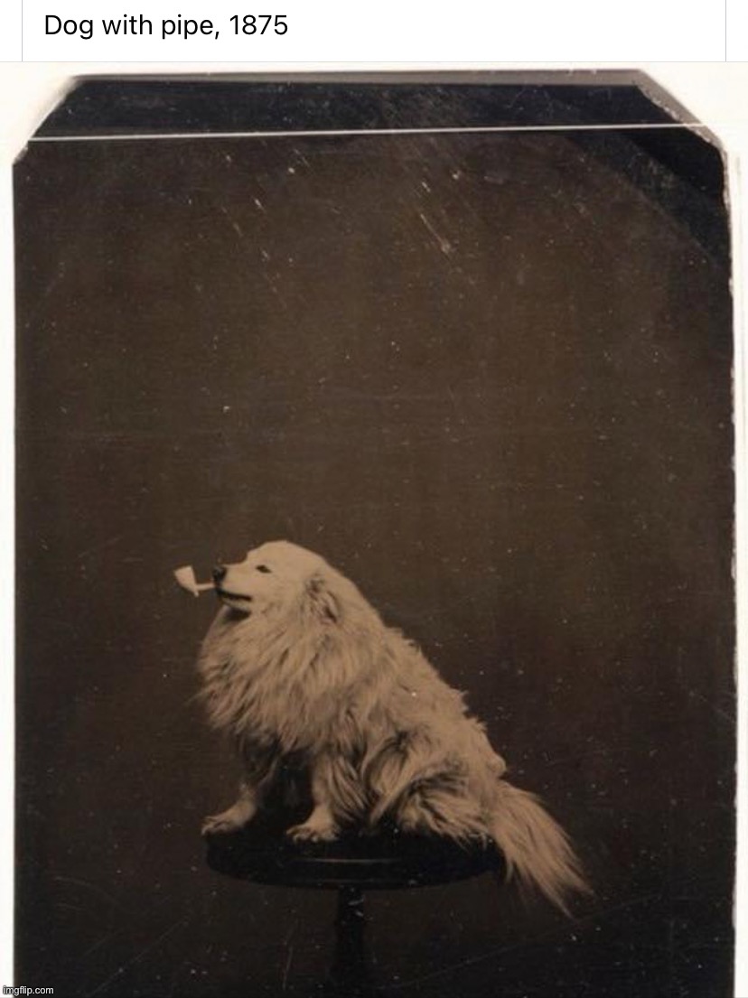 Dog with pipe 1875 | image tagged in dog with pipe 1875 | made w/ Imgflip meme maker