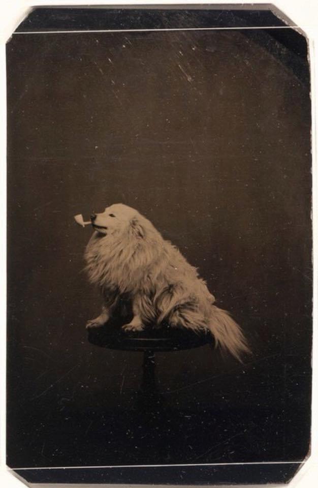 Dog with pipe 1875 Blank Meme Template