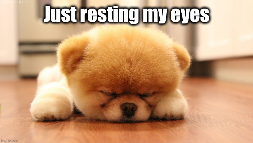 Sleeping dog | Just resting my eyes | image tagged in sleeping dog | made w/ Imgflip meme maker