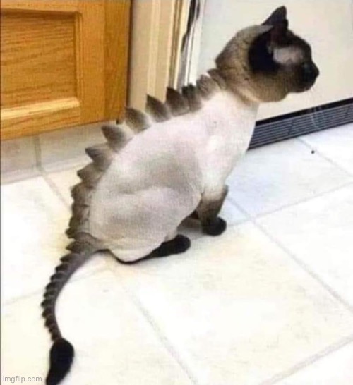 . | image tagged in stegosaurus cat | made w/ Imgflip meme maker