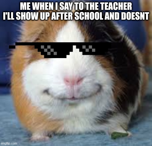 the cool kid | ME WHEN I SAY TO THE TEACHER I'LL SHOW UP AFTER SCHOOL AND DOESNT | image tagged in guinea pig | made w/ Imgflip meme maker