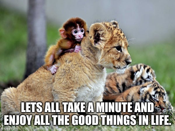 C00T | LETS ALL TAKE A MINUTE AND ENJOY ALL THE GOOD THINGS IN LIFE. | image tagged in cute,cute animals,cute baby,happy,cat,monke | made w/ Imgflip meme maker