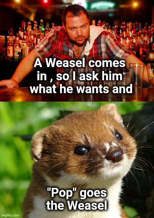 Round and round the Mulberry Bar | A Weasel comes in , so I ask him
 what he wants and; "Pop" goes the Weasel | image tagged in annoyed bartender,weasel,drinks,furry facepalm,bartender | made w/ Imgflip meme maker