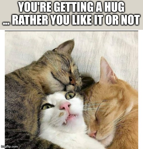 YOU'RE GETTING A HUG ... RATHER YOU LIKE IT OR NOT | image tagged in funny memes | made w/ Imgflip meme maker