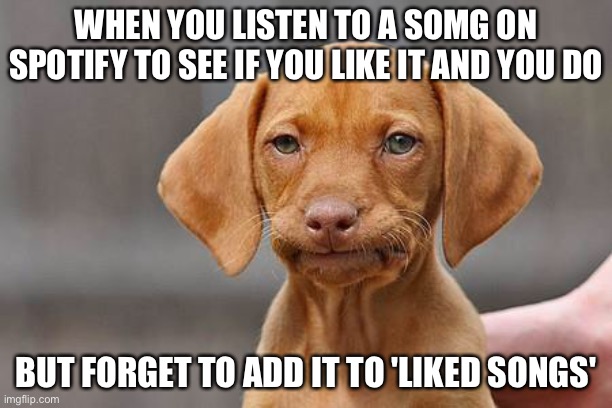 I keep forgetting... | WHEN YOU LISTEN TO A SOMG ON SPOTIFY TO SEE IF YOU LIKE IT AND YOU DO; BUT FORGET TO ADD IT TO 'LIKED SONGS' | image tagged in dissapointed puppy,memes,spotify,song,music,like | made w/ Imgflip meme maker