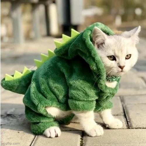 Dino Cat | image tagged in dino cat | made w/ Imgflip meme maker