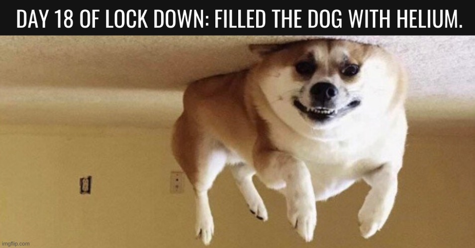 fly dog fly! | image tagged in dog flouting | made w/ Imgflip meme maker