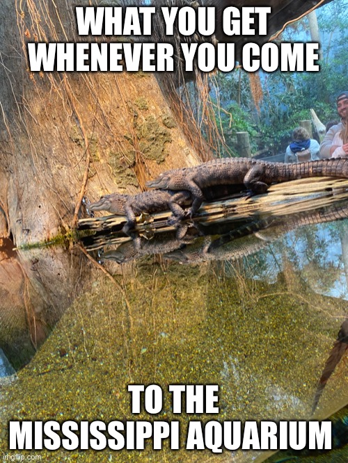 It’s a real photo I took, seriously |  WHAT YOU GET WHENEVER YOU COME; TO THE MISSISSIPPI AQUARIUM | image tagged in funny,alligator,aquarium | made w/ Imgflip meme maker