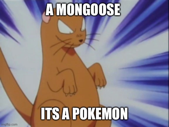 a mongoose | A MONGOOSE; ITS A POKEMON | image tagged in y u no | made w/ Imgflip meme maker