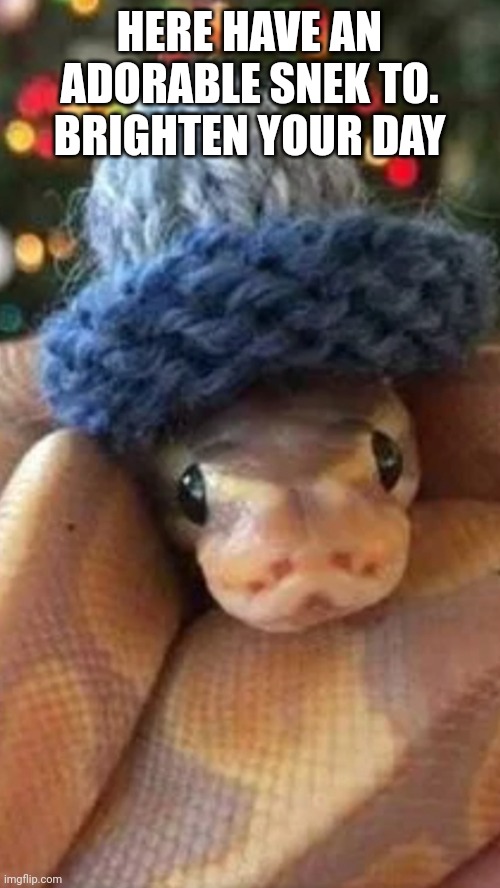 HERE HAVE AN ADORABLE SNEK TO. BRIGHTEN YOUR DAY | image tagged in snek,snake,adorable snake | made w/ Imgflip meme maker