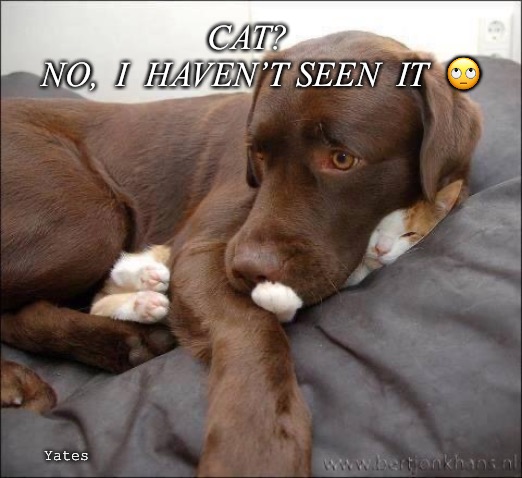 Missing cat | CAT?   
NO,  I  HAVEN’T SEEN  IT  🙄; Yates | image tagged in cat,kitten,missing | made w/ Imgflip meme maker