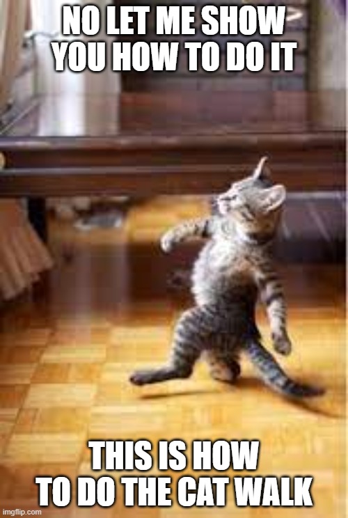 NO LET ME SHOW YOU HOW TO DO IT; THIS IS HOW TO DO THE CAT WALK | image tagged in funny cats | made w/ Imgflip meme maker