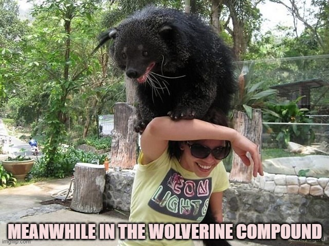 Installing That New Lighting System May Take a While |  MEANWHILE IN THE WOLVERINE COMPOUND | image tagged in wolverine | made w/ Imgflip meme maker