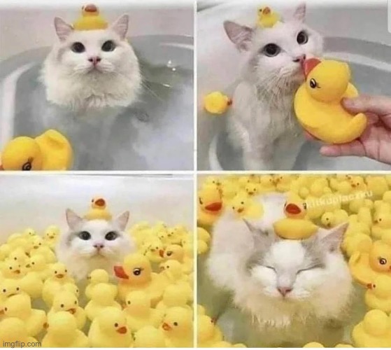 :] | image tagged in cats,rubber ducks,bath | made w/ Imgflip meme maker