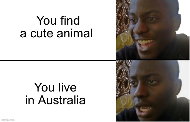 It will probably try to kill you | You find a cute animal; You live in Australia | image tagged in disappointed black guy,australia,animals | made w/ Imgflip meme maker