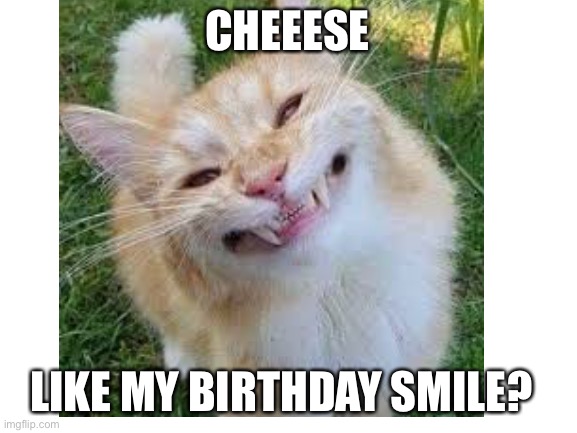 don’t worry the cat does not bite | CHEEESE; LIKE MY BIRTHDAY SMILE? | image tagged in smiling cat | made w/ Imgflip meme maker