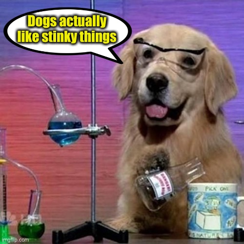 I Have No Idea What I Am Doing Dog Meme | Dogs actually like stinky things | image tagged in memes,i have no idea what i am doing dog | made w/ Imgflip meme maker