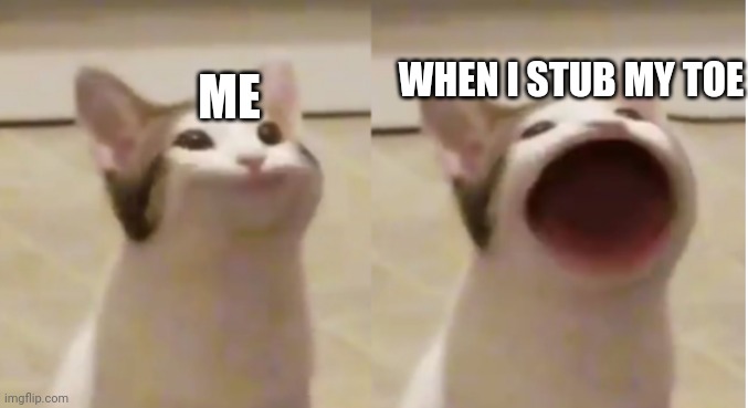 Pop Cat Meme Template | WHEN I STUB MY TOE; ME | image tagged in pop cat meme template | made w/ Imgflip meme maker