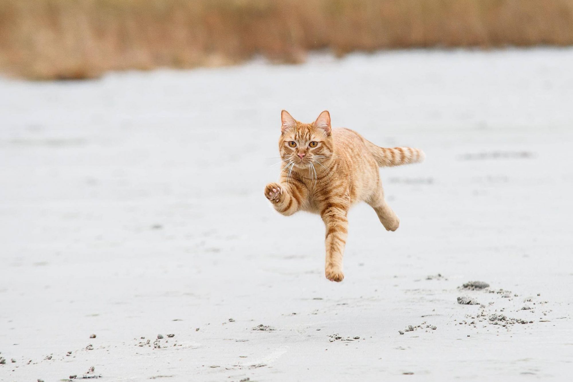 The cat runs away. Кот на пляже. Рыжий кот на пляже. Косолапый кот. Котик впервые.