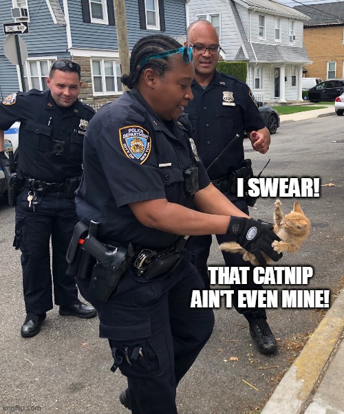 You Have the Right to Remain Feline | I SWEAR! THAT CATNIP AIN'T EVEN MINE! | image tagged in meme,memes,humor,cat,cats,police | made w/ Imgflip meme maker