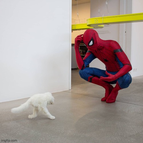 Half Cat vs Spiderman | image tagged in half cat,spiderman | made w/ Imgflip meme maker