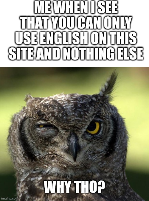 What if people want to use their native language because they don't understand English very well? | ME WHEN I SEE THAT YOU CAN ONLY USE ENGLISH ON THIS SITE AND NOTHING ELSE; WHY THO? | image tagged in wtf owl | made w/ Imgflip meme maker