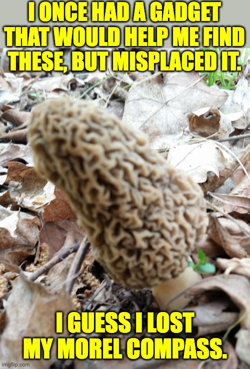 Compass | I ONCE HAD A GADGET THAT WOULD HELP ME FIND THESE, BUT MISPLACED IT. I GUESS I LOST MY MOREL COMPASS. | image tagged in morel revenge | made w/ Imgflip meme maker