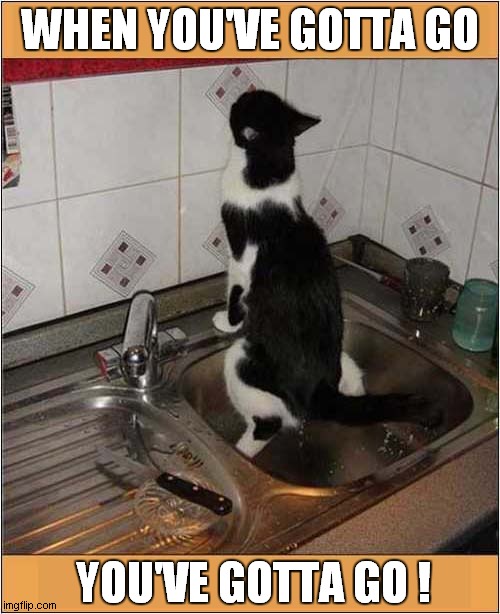 Desperate Times ! | WHEN YOU'VE GOTTA GO; YOU'VE GOTTA GO ! | image tagged in cats,peeing,sink | made w/ Imgflip meme maker
