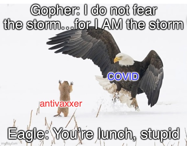 Eagle vs gopher | Gopher: I do not fear the storm…for I AM the storm; COVID; antivaxxer; Eagle: You’re lunch, stupid | image tagged in eagle vs gopher | made w/ Imgflip meme maker