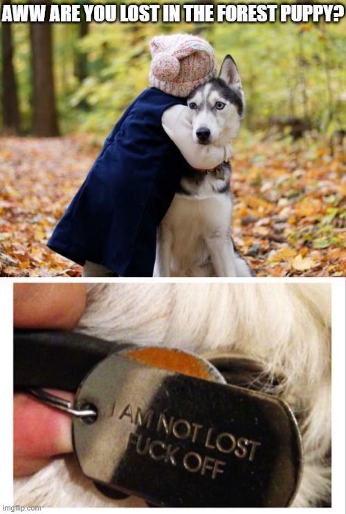 LET HIM BE | AWW ARE YOU LOST IN THE FOREST PUPPY? | image tagged in dogs,funny dogs | made w/ Imgflip meme maker