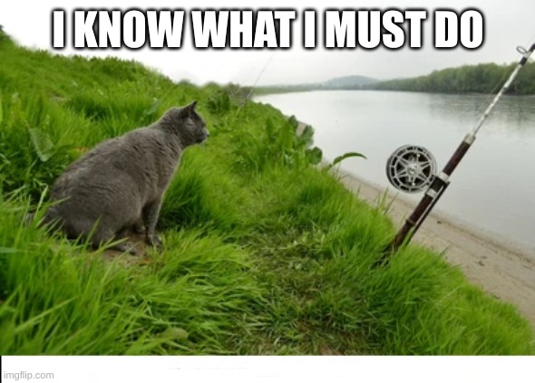 cat gone fishin | I KNOW WHAT I MUST DO | image tagged in cats,memes,funny,fish | made w/ Imgflip meme maker