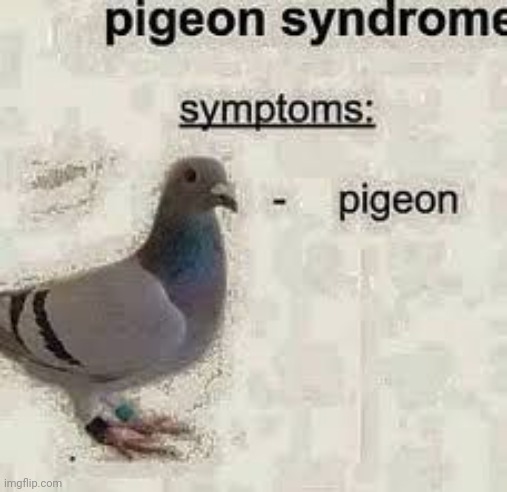 OH NO NOT PIGEON AAAAAAAAAAAAAAAAAAAAAAAAAAAAAAAAAAAAAAAAA | made w/ Imgflip meme maker