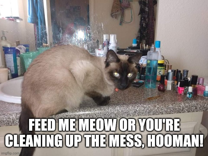 Sassy | FEED ME MEOW OR YOU'RE CLEANING UP THE MESS, HOOMAN! | image tagged in sassy | made w/ Imgflip meme maker