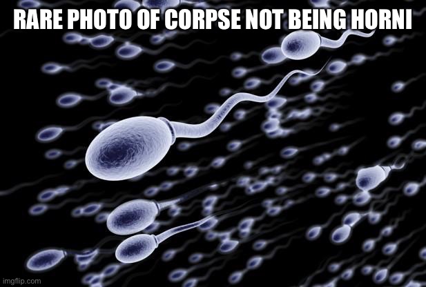 sperm swimming | RARE PHOTO OF CORPSE NOT BEING HORNI | image tagged in sperm swimming | made w/ Imgflip meme maker