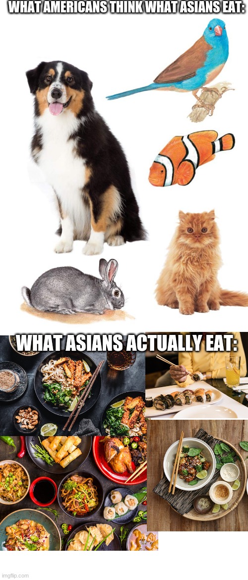 Not all asians eat cats and dogs | WHAT AMERICANS THINK WHAT ASIANS EAT:; WHAT ASIANS ACTUALLY EAT: | image tagged in memes,meme,asians | made w/ Imgflip meme maker