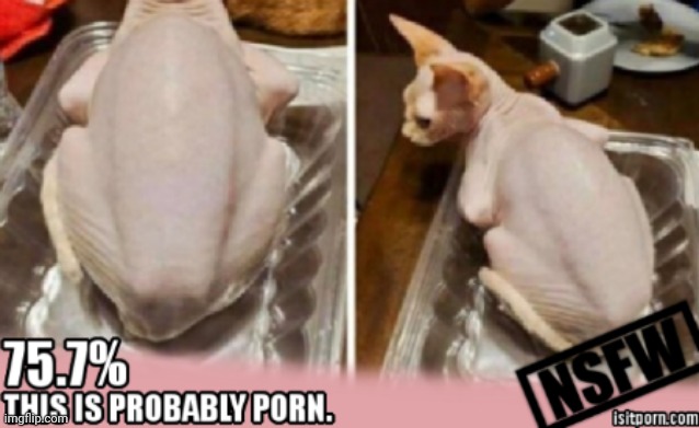 Chicken cat | made w/ Imgflip meme maker