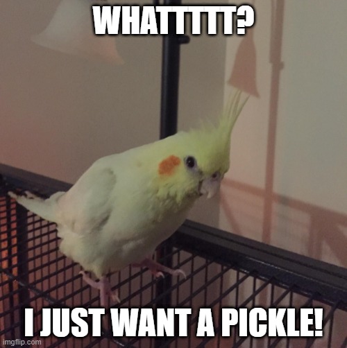 WHATTTTT? I JUST WANT A PICKLE! | image tagged in cute animals | made w/ Imgflip meme maker